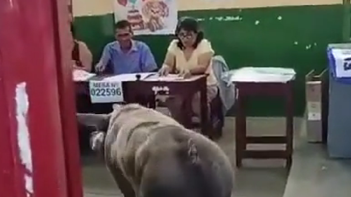 Insólito: un chancho apareció en una mesa en Perú para 