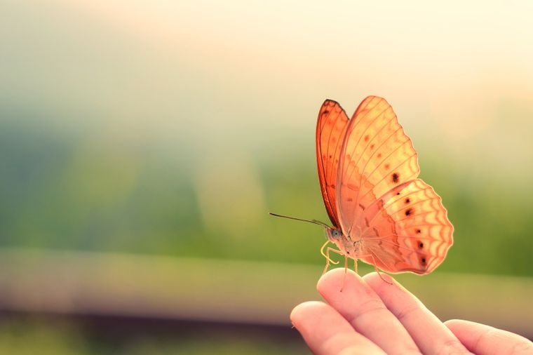 Las mariposas, víctimas del cambio climático, según el descubrimiento. Foto Shutterstock&nbsp;