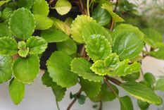 Esta planta es conocida por sus increíbles propiedades Foto: Shutterstock