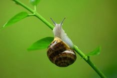 Con este remedio casero podrás eliminar las babosas  y los caracoles de las plantas Foto: Shutterstock