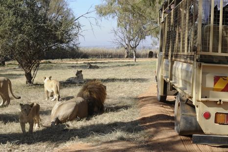 Bendita sombra: Leonas detienen un vehículo para echarse a descansar