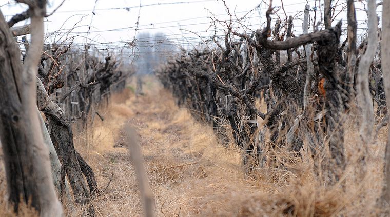 Foto: Pachy Reynoso/MDZ