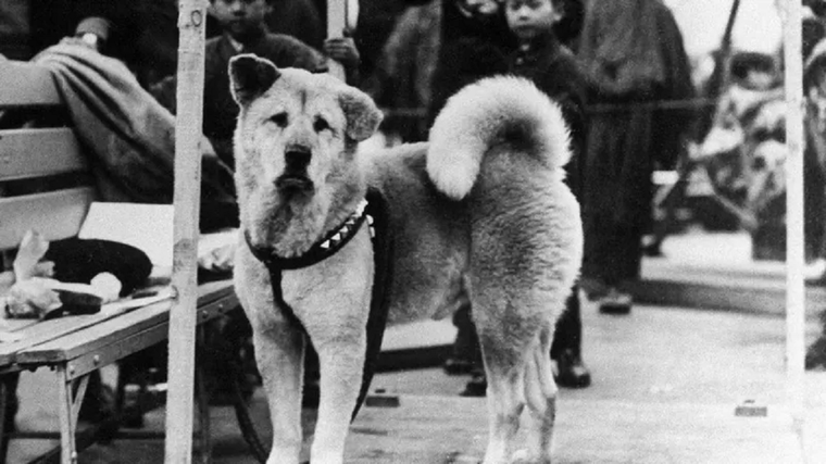 Hachiko se hizo conocido a nivel nacional en Japón después de un artículo periodístico en 1932. Foto: GETTY IMAGES