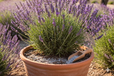 Las plantas aromáticas pueden decorar el hogar, perfumar los ambientes y ayudar a reducir la presencia de insectos.