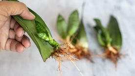 La sansevieria, también conocida como lengua de suegra, es una de las plantas de interior más resistentes.