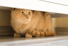 Este comportamiento es natural en muchas de estas mascotas Foto: Shutterstock