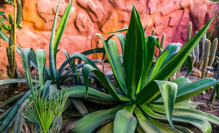 La mejor manera de cuidarlas. Foto: AEPLA