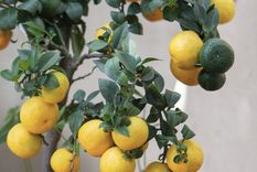 Cómo mantener al limonero sano y libre de plagas. Foto: Shutterstock