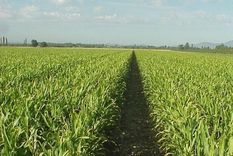 cerro la siembra de maiz con menos del 50% de la intencion