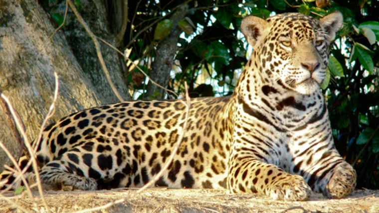 Foto: Proyecto Iberá