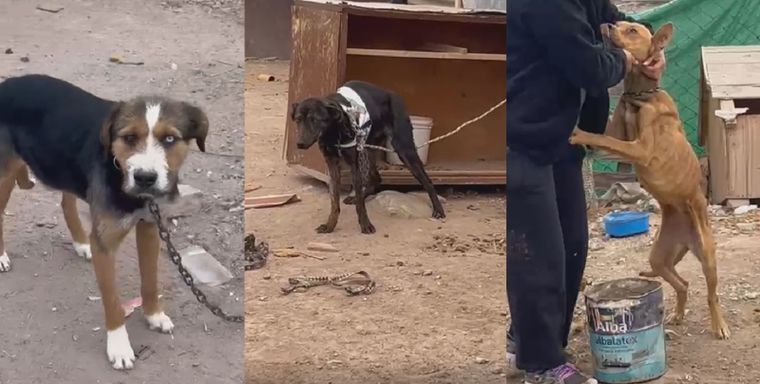 Los voluntarios del refugio Ángeles de 4 patas encontraron 7 perros encadenados.