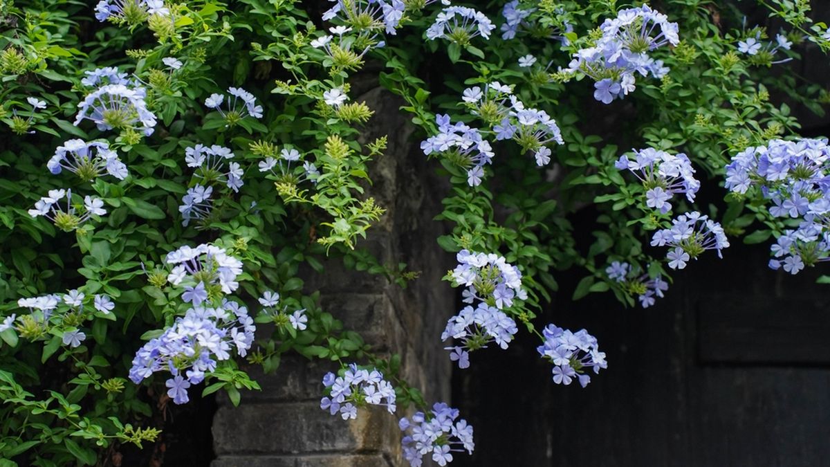La planta que trepa, cuelga y enamora con sus flores azules