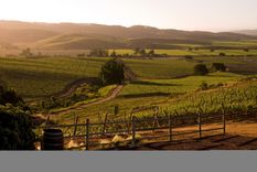 Conocé la ruta del Sauvignon Blanc chileno