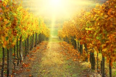 MDZol | Foto: Internet