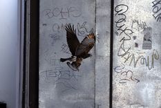 El ave rapaz en cuestión. Foto: ALF PONCE MERCADO / MDZ