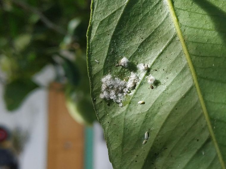 La cochinilla puede llevar a nuestras plantas a la muerte. Foto: coconet