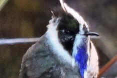 redescubren un colibri que se creia extinto hace 69 anos