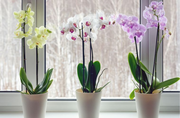 Orquídeas Consejos para su cultivo Foto: Shutterstock