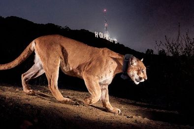 MDZol | La foto de Steve Winter captura a P-22 en su hogar urbano adoptivo. Foto: STEVE WINTER/NATIONAL GEOGRAPHIC