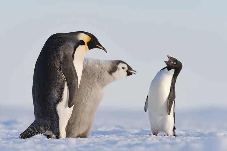 Una mujer se hizo viral en las redes sociales por su reacción al torca a un pingüino. Foto: Stefan Christmann