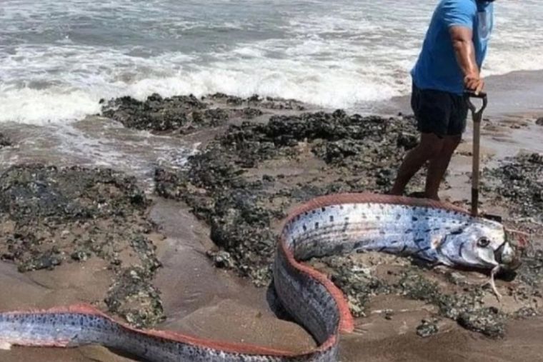 El pez apareció en una isla del Chile austral Foto: Twitter
