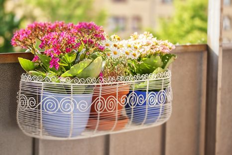 Ideal para principantes en jardinería: la planta con más resistencia para el balcón. Foto: SHUTTERSTOCK Ideal para principantes en jardinería: la planta con más resistencia para el balcón. Foto: SHUTTERSTOCK