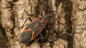 La chinche del arce empieza a buscar refugio en casas y construcciones cuando bajan las temperaturas, por eso el Iscamen recomienda reforzar la prevención en otoño. La chinche del arce empieza a buscar refugio en casas y construcciones cuando bajan las temperaturas, por eso el Iscamen recomienda reforzar la prevención en otoño.
