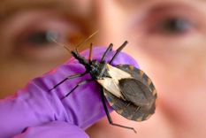 proyecto argentino busca detectar el chagas con un dispositivo movil