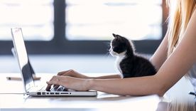 Esto dicen los expertos sobre la curiosidad de los gatos con los teclados Foto: Shutterstock
