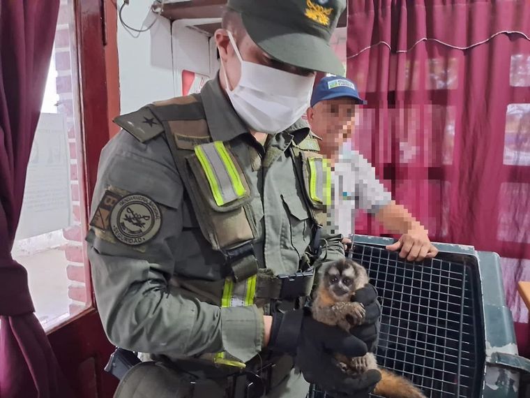 Eran cuatro monos capuchinos y uno de las especie mirikiná. Foto: Gendarmería Nacional Argentina