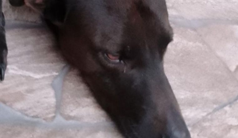 Hércules desapareció de su casa y el final fue una pesadilla.