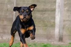 Imagen ilustrativa Foto: Pixabay