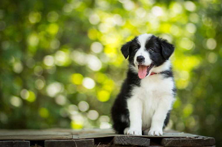 Los perros y gatos pueden deprimirse, alertan los veterinarios Foto: SHUTTERSTOCK