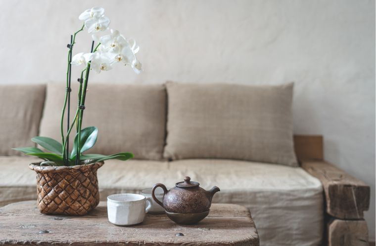 Orquídeas Consejos para su cultivo en el jardín Foto: Shutterstock