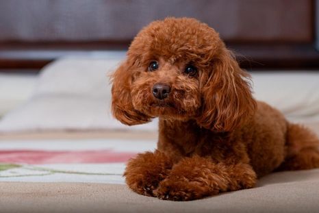 Por qué es importante ponerle límites al perro caniche toy
