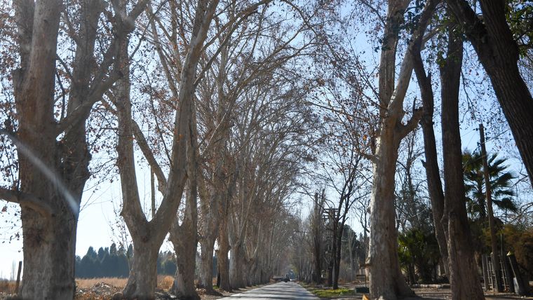 Un proyecto de ley que apunta a municipalizar el arbolado público avanza en el Senado. El impacto de la tormenta y el impulso del gobernador Alfredo Cornejo. Un proyecto de ley que apunta a municipalizar el arbolado público avanza en el Senado. El impacto de la tormenta y el impulso del gobernador Alfredo Cornejo.