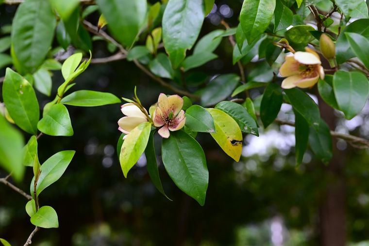 La planta que decora cualquier jardín y no es difícil de mantener.