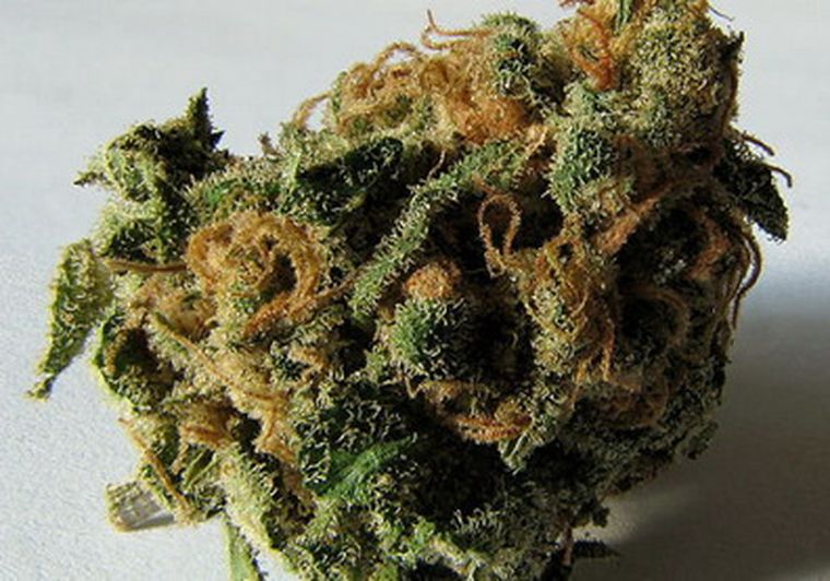 Cogollo de planta de marihuana. Foto: LVD