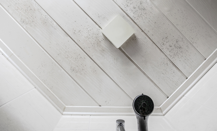 El moho puede causar algunos problemas de salud. Foto: Shutterstock