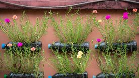 JARDÍN Las botellas de plástico se pueden reutilizar para realizar huertos de forma vertical Foto: SHUTTERSTOCK
