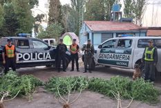 Las plantas de marihuana secuestradas en Guaymallén.&nbsp;