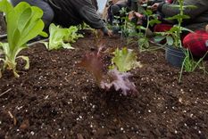 como funciona el comedor vegano donde familias de barrios vulnerables pueden cultivar sus propios alimentos