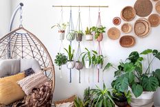 PLANTAS DE INTERIOR PARA DECORAR Foto: SHUTTERSTOCK