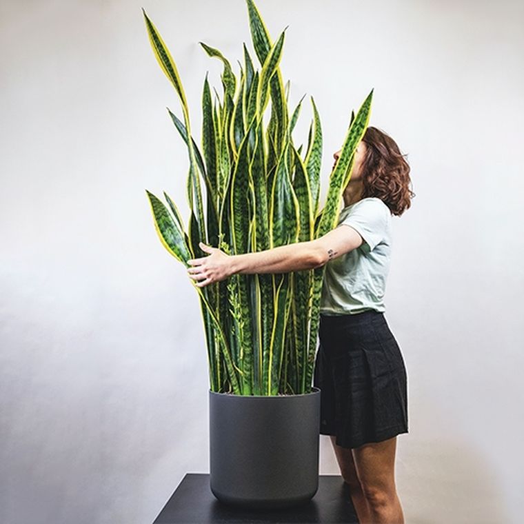 Sansevieria. Sansevieria.