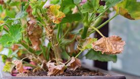 Este abono casero revive las plantas marchitas y amarillas en un par de días.
