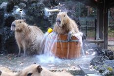 la potencia mundial que tomo partido en la polemica por los carpinchos de nordelta
