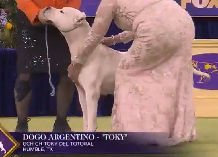 El dogo argentino y criado en Córdoba, ganó un prestigioso premio en una competencia en Nueva York.