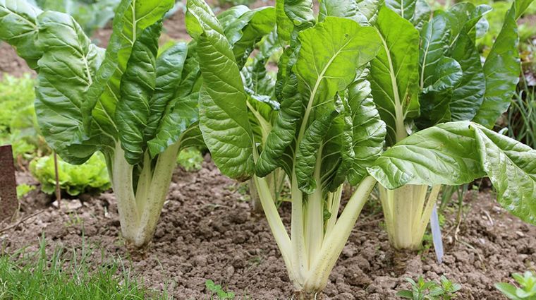 Foto: infocampo.com.ar