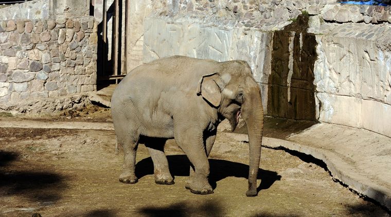 Pocha fue trasladada al Ecoparque en 1968 y Guillermina nació en cautiverio Foto: Télam