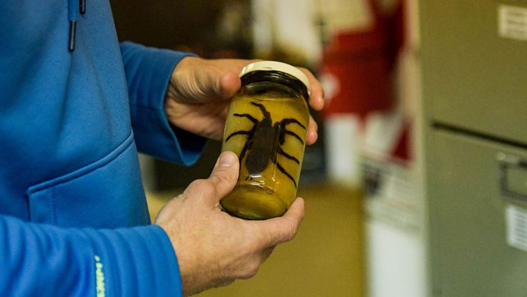 Las investigaciones entomológicas del Cocinet son clave para la ciencia.&nbsp;